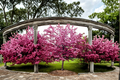 Robinson Flowering Crabapple Tree 4-6 ft Live Plant Pink Bloom Malus Ornamental Tree for Garden Landscape