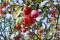 Callaway Crabapple Tree 4-6 FT Live Ornamental Fruit Tree with Spring Blooms Malus spp.