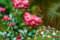 Impatient Floribunda Rose Bush 3-Gallon Live Plant, Orange Red Blooms, Flowering Garden Shrub for Outdoor Landscape