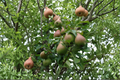 Live Magness Pear Tree 4-6 Ft - Pyrus communis Fruit Tree for Garden, Backyard Orchard, Full Sun
