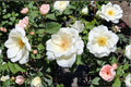 White Lightnin Grandiflora Rose Bush 2-Gallon Live Plant, White Blooming Rose for Garden Landscape, Flowering Outdoor Shrub