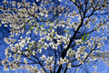 White Flowering Dogwood Tree 4-5 FT Live Plant in 5-Gallon Container, Cornus florida, Ornamental Yard Tree