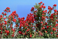 Dynamite Crape Myrtle Tree Live Plant 4–6 ft Deep Red Flowers Lagerstroemia indica for Garden Landscape