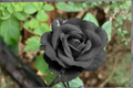 Dark Purple Rose Seeds 30 Pack for Cottage Gardens, Flower Bed & Container Planting – Rosa Hybrid