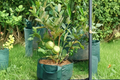 Rare Dwarf Guava Tree Seeds - 20 Pack, Psidium guajava, Compact Tropical Fruit Plant for Indoor & Outdoor Gardening