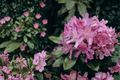 Catawba Boursault Rhododendron Starter Plant – Evergreen Flowering Shrub for Woodland Gardens