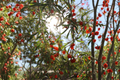 Goji Berry 3 Live Bare Root Plants & 3 Unrooted Cuttings - Lycium barbarum