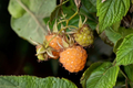 Fall Gold Everbearing Raspberry Live Starter Plant – Rubus idaeus 'Fall Gold'