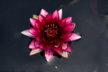 Slocum's Almost Black Water Lily Sprouted Tuber – Winter Hardy Nymphaea