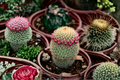 Mammillaria huitzilopochtli Live Seed-Grown Cactus Plant – Rare Succulent Collector Specimen