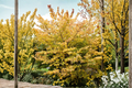 Goldcrest Witch Hazel Live Plant – 10 Inch Graft, Hamamelis mollis, Bright Yellow Winter Blooms, Ornamental Shrub for Garden Landscaping