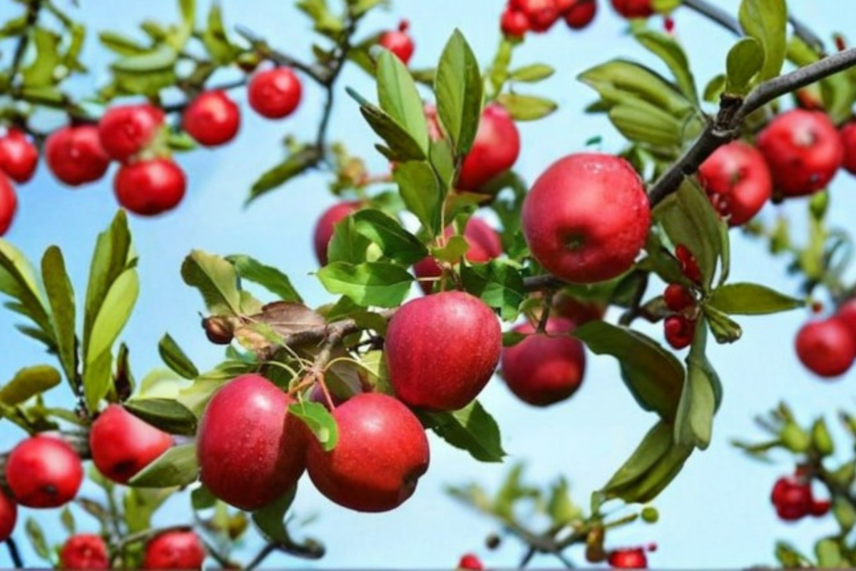 Jonathan Apple Tree 4-6 ft Live Fruit Tree for Backyard Orchard, Malus domestica, Crisp Sweet Apples