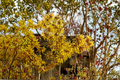 Brandis Witch Hazel Live Plant – 30 Inch Ornamental Shrub with Bright Orange Winter Blooms, Hamamelis x intermedia