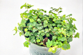 String of Frogs Plant, 4-Inch Pot, Ficus pumila ‘Quercifolia’, Trailing Houseplant, Indoor Decorative Plant
