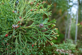 Atlantic White Cedar ‘Andelye Conica’ Live Plant – 1 Gallon Pot, Compact Evergreen Conifer, Native Chamaecyparis thyoides