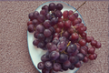 Catawba Grape Vine Plant, 3 Gal, Pink-Red Fruit, Climbing Vine, Vitis labrusca, Live Fruit Plant for Garden, Trellis, Fences