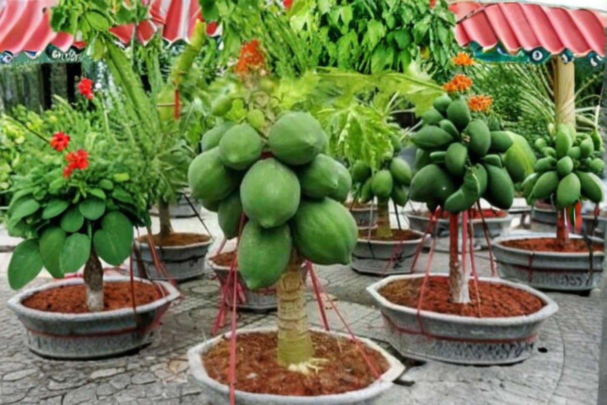 Dwarf Papaya Seeds 40 Pack - Tropical Fruit Tree, Carica papaya, Compact, Non-GMO, Indoor & Outdoor Growing, USA Harvested