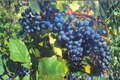 Concord Grape Vine Live Plant 2 Gallon – Fruit Producing Climbing Vine for Garden Vineyard, Full Sun, Vitis labrusca