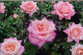 Kordes Perfecta Hybrid Tea Rose Live Plant 1 Gallon Everblooming Rose Bush for Garden Landscape