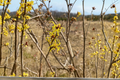 Heinrich Bruns Witch Hazel Bare Root Plant – Deciduous Shrub with Yellow to Orange Winter Flowers, 24 Inches Tall, Hamamelis intermedia