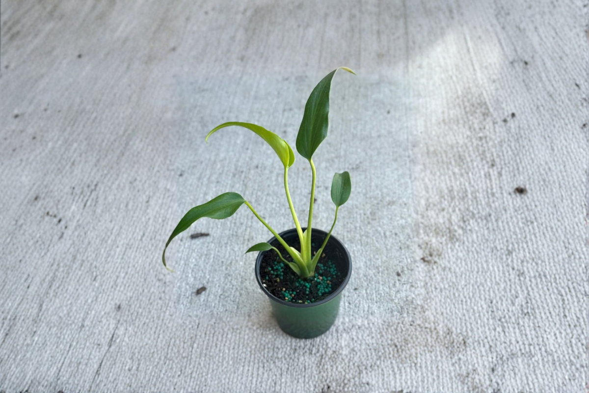 Monstera Burle Marx Flame Live Plant, Rare Tropical Indoor Houseplant, Rooted Starter, Decorative Climbing Foliage