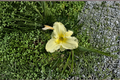 Daylily ‘Sunday Gloves’ Bare Root Plants – White Summer Perennial Hemerocallis for Garden Borders & Landscaping