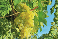 Seedless Table Grape Vine – Southern Sensation, 4–6 Ft Live Plant, Vitis hybrid, Climbing Fruit Vine for Home Vineyard & Garden