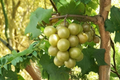 Higgins Muscadine Grape Vine Plant 1 Gal – Bronze Fruit Climbing Vine for Home Garden, Fencing & Trellises, Vitis rotundifolia