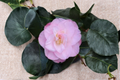 Camellia japonica ‘Dr. Tinsley’ Live Plant – 1 Gallon Pink Flower Evergreen Shrub for Garden, Hedges, Shade Landscaping