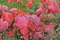 Redbud Hazel Live Plant 2 Gallon Pot - Disanthus cercidifolius Ornamental Shrub for Fall Color & Landscape