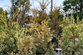 Arborvitae Live Plant Quart Pot – Thuja occidentalis ‘Columbia’ Evergreen Shrub for Hedges & Privacy Screening