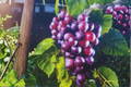 Black Beauty Muscadine Grape Vine Live Plant 2 Gal Deciduous Fruit Vine for Garden Vineyard, Climbing Grape Plant, Vitis rotundifolia