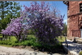 Purple Wisteria Plant 2 Gallon Live Vine, Flowering Climbing or Tree Form, Wisteria spp. for Garden Trellis Landscape Outdoor