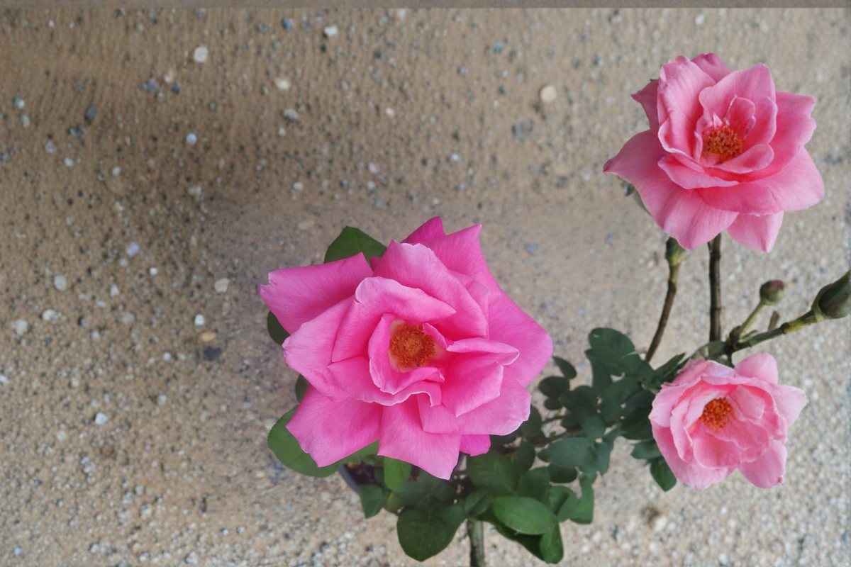 Pink Hybrid Tea Rose Plant – 1 Gallon Rosa ‘Perfume Delight’ Fragrant Double Blooms for Garden Landscaping
