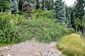 Acrocona Norway Spruce Live Plant – 12 Inch Picea abies Evergreen Conifer with Red Cones, Cold Hardy Tree