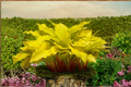 Hosta ‘Lipstick Blonde’ Bare Root Plant – Yellow Foliage, Red Stems, Shade Perennial, Herbaceous, USDA Zones 3-9