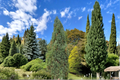 Live Stowe Pillar White Pine 12 Inch Plant in 1-Gallon Pot, Columnar Evergreen Conifer, Blue-Green Needles, Narrow Garden Tree