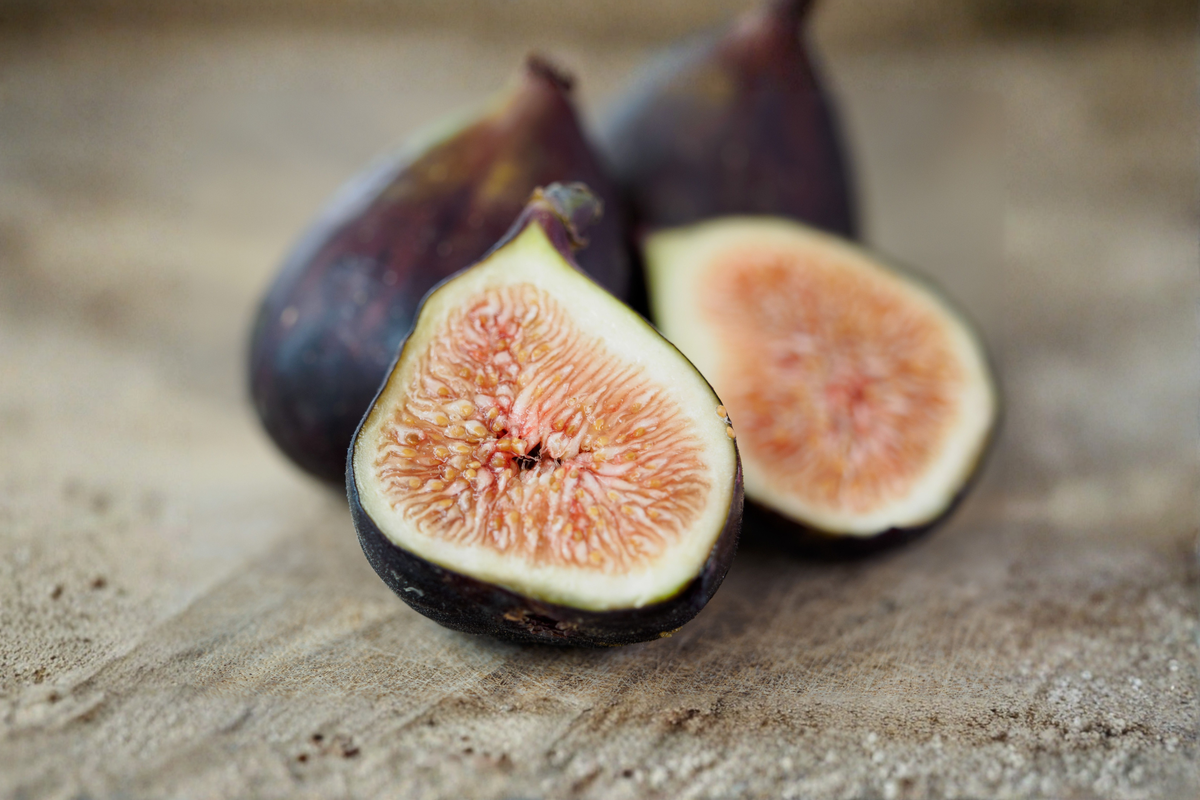 Magnolia Fig Live Plant – Ficus carica 'Magnolia' in 3-Inch Pot