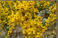 Show Off Forsythia Live Plant 4" Pot - Forsythia x intermedia Bright Yellow Flowering Shrub for Garden Landscape