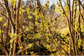 Japanese Witch Hazel ‘Paleface’ Live Plant – Bare Root Flowering Shrub, Pale Yellow Blooms, Hamamelis japonica, 15 Inches Tall