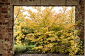 Ice Queen Witch Hazel Live Plant – 12 Inch Native Shrub in 1-Gallon Pot, Fall Blooming Hamamelis virginiana for Landscape & Garden