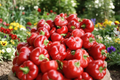 Pimento Sweet Pepper Live Plant, Hybrid Red Fruit, Vegetable Garden, Container & Raised Bed, Capsicum annuum