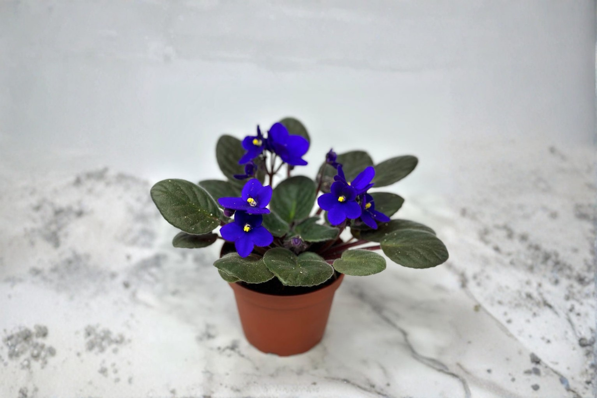 African Violet Live Plant Starter – Compact Blooming Houseplant Saintpaulia ionantha Indoor Gift