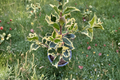Variegated English Holly Plant | 4 Inch Pot | Ilex aquifolium ‘Argentea Marginata’ | Evergreen Shrub with White Edged Leaves
