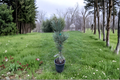 Glauca Reflexa Limber Pine Live Plant 12 Inches Blue-Green Needles Evergreen Conifer Ornamental Tree