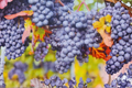 Venus Blue Grape Vine 1 Gal – Sweet Blue Table Grapes, Climbing Fruit Vine for Garden, Trellis, Backyard Vineyard Plant