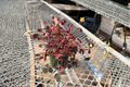 Oxalis Triangularis Starter Plant, Purple Shamrock, Indoor Outdoor Houseplant, Ornamental Foliage
