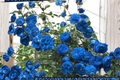 Rare Blue Climbing Rose Seeds 30 Pack | Fragrant Ornamental Flower Seeds for Trellises & Gardens | Rosa spp.