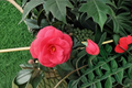 Arctic Rose Camellia Live Plant | 3-Gallon Pot | Pink Winter Blooming Shrub | Camellia japonica | Cold Hardy Zone 6 Garden Plant