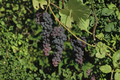 Seedless Blue Muscat Grape Vine Live Plant 1 Gallon Pot, Climbing Vines, Vitis vinifera, Edible Landscape, Backyard Garden
